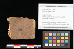 Foto (Objekt + Etikett) von Castanea atavia Unger (NHMW-GEO-2024-0188-0981)